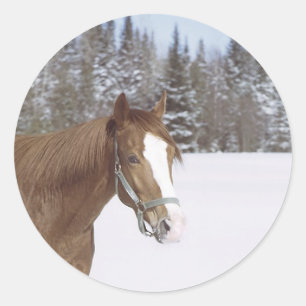 Winter Horse Runt Klistermärke