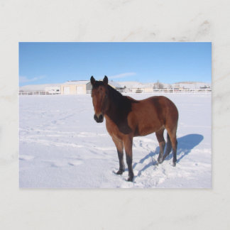 Winter Horse Vykort