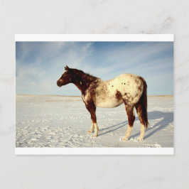 Winter Horse Vykort