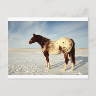 Winter Horse Vykort