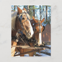 Winter Horses Sturbridge Village, Massachusetts Vykort