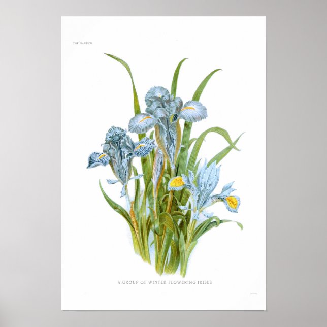 Winter Irises Poster (Framsidan)
