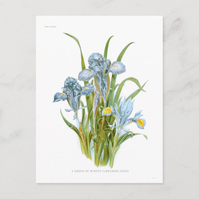 Winter Irises Vykort (Framsida)
