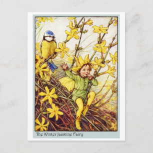 Winter Jasmine  Fairy Vykort