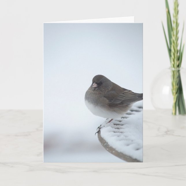 Winter Junco Kort (Framsida)