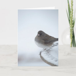 Winter Junco Kort