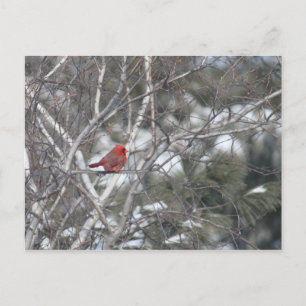 Winter Kardinal Vykort