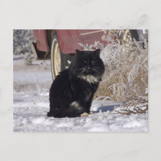 Winter Kattunge Vykort