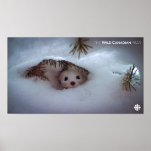Winter-Kort-Tails Weasel Poster