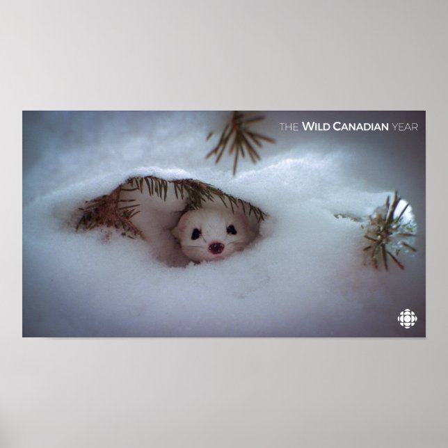 Winter-Kort-Tails Weasel Poster (Framsidan)