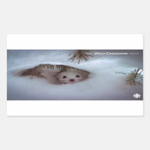 Winter-Kort-Tails Weasel Rektangulärt Klistermärke