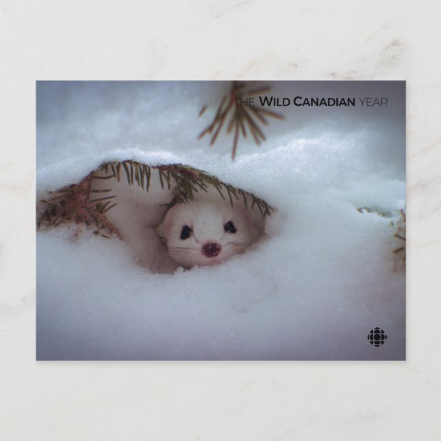 Winter-Kort-Tails Weasel Vykort (Framsida)
