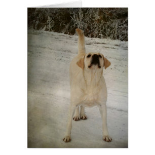 Winter Lab Hälsningskort
