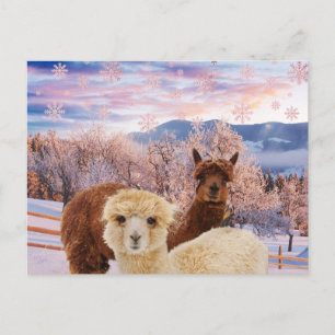 Winter Llamas Vykort