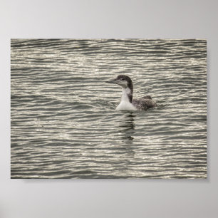 Winter Loon Conesus Sjö Birds Grått Archival Poster