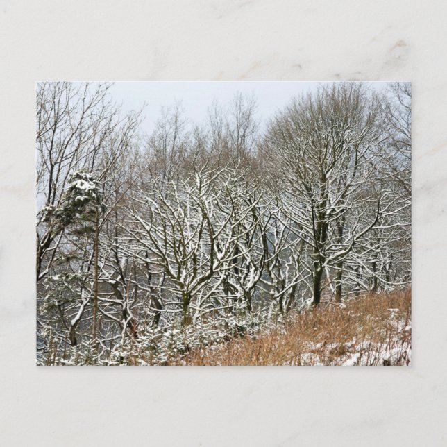 Winter Macclesfield-skogskort Vykort (Framsida)