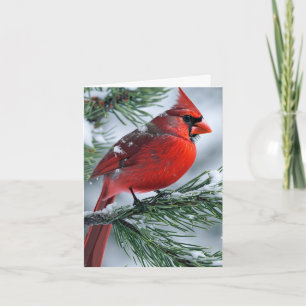 Winter Male Cardinal Bird jul Party Bröllop Inbjudan