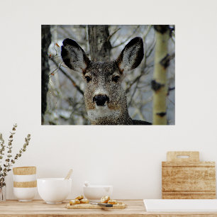 Winter Mule Hjort Close-up Poster