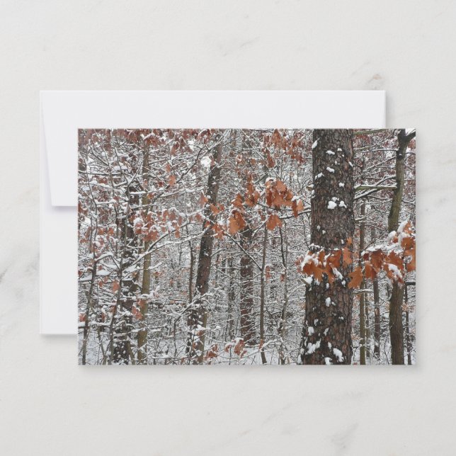 Winter Nature Fotography snö Covered Oak Träd Wint (Framsida)