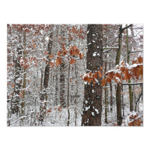 Winter Nature Fotography snö Covered Oak Träd Wint Fototryck