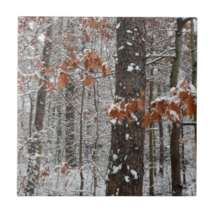 Winter Nature Fotography snö Covered Oak Träd Wint Kakelplatta