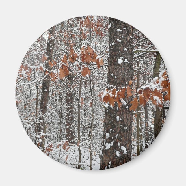 Winter Nature Fotography snö Covered Oak Träd Wint Magnet (Framsidan)