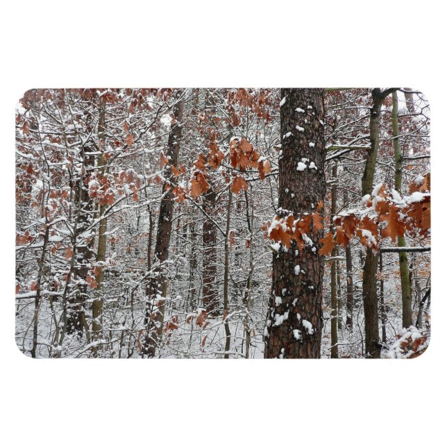 Winter Nature Fotography snö Covered Oak Träd Wint Magnet (Horisontell)