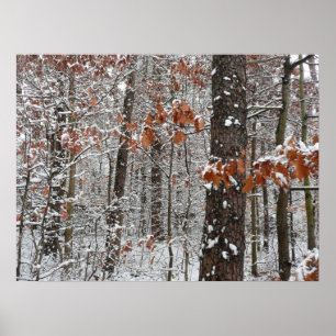 Winter Nature Fotography snö Covered Oak Träd Wint Poster