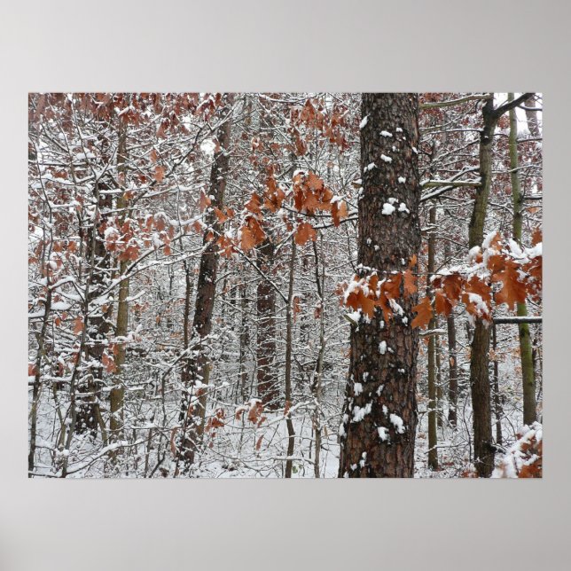 Winter Nature Fotography snö Covered Oak Träd Wint Poster (Framsidan)