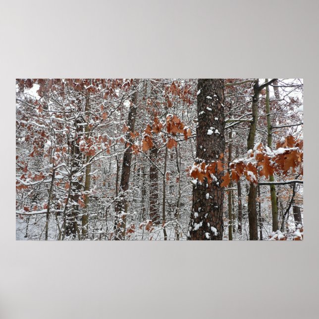 Winter Nature Fotography snö Covered Oak Träd Wint Poster (Framsidan)