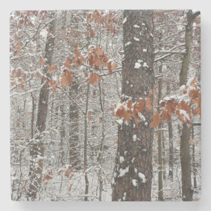 Winter Nature Fotography snö Covered Oak Träd Wint Stenunderlägg