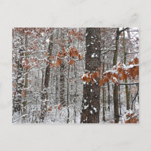 Winter Nature Fotography snö Covered Oak Träd Wint Vykort