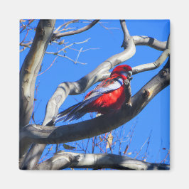 Winter Nature i Canberra Magnet