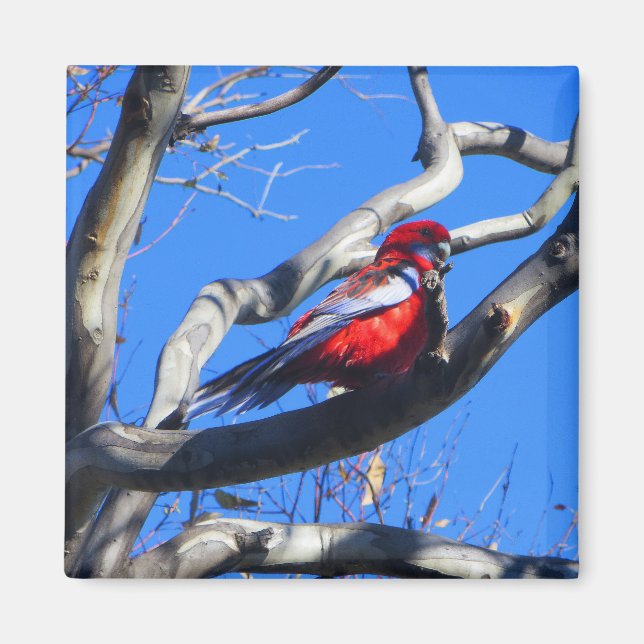 Winter Nature i Canberra Magnet (Framsidan)