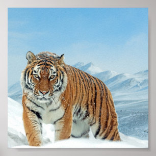 Winter Nature Photo Snö Tiger Mountains Poster