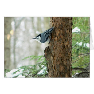 Winter Nuthatch-kort OBS Kort