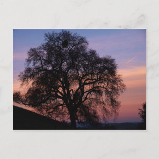 Winter Oak vid Sunset Vykort