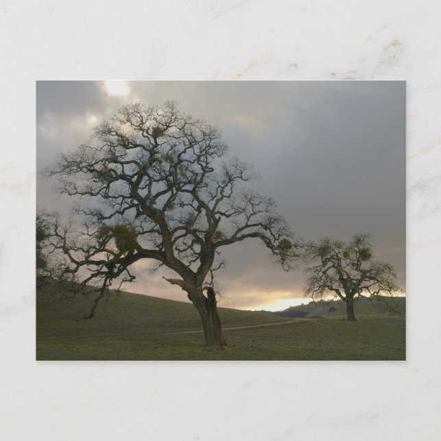 Winter Oaks with Mistletoe Vykort (Framsida)