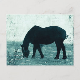 Winter Percheron Vykort