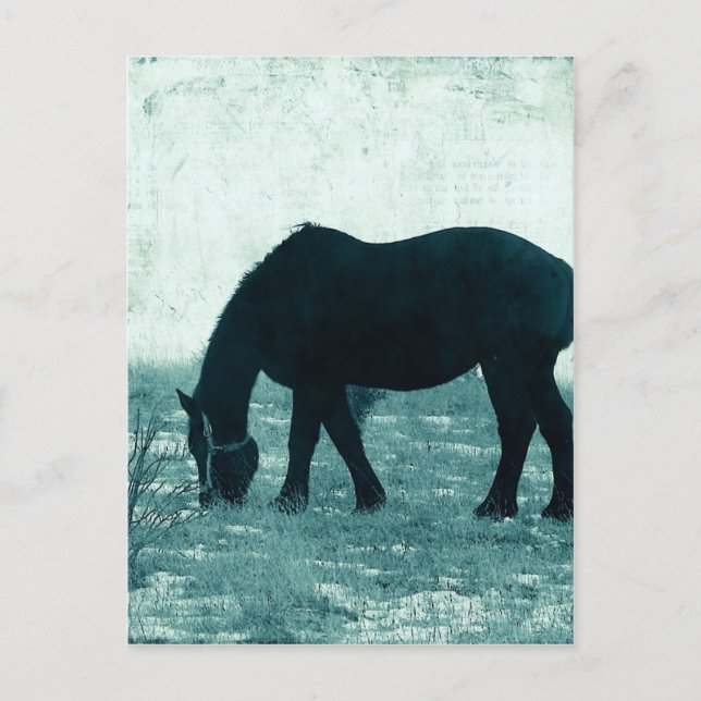 Winter Percheron Vykort (Framsida)