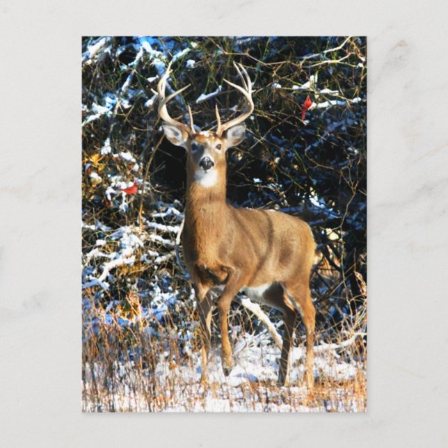 "Winter Prince" Vykort (Framsida)