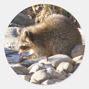Winter Raccoon ~-dekalett Runt Klistermärke