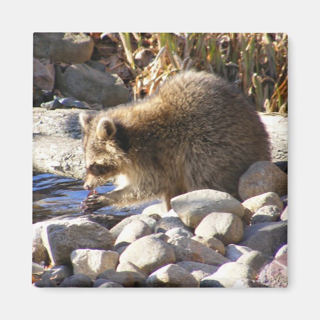 Winter Raccoon ~ magnet (Framsidan)