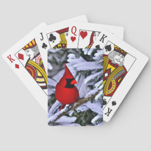 Winter Red Cardinal Casinokort