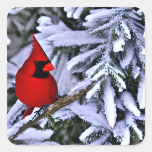 Winter Red Cardinal Fyrkantigt Klistermärke