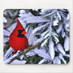 Winter Red Cardinal Musmatta