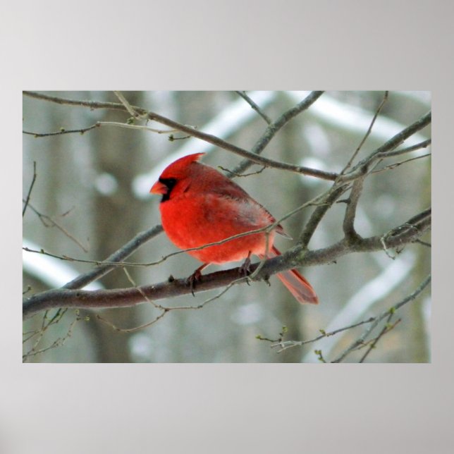 Winter Red Cardinal Poster (Framsidan)