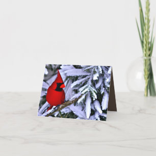 Winter Red Cardinal Tack Kort