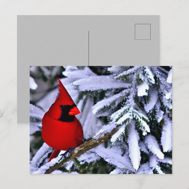 Winter Red Cardinal Vykort (Fram/baksida)