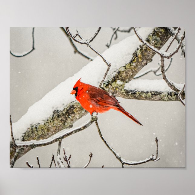 Winter Red Male Cardinal Bird Wildlife Archival Poster (Framsidan)